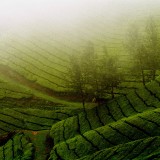 Munnar Nr. 11