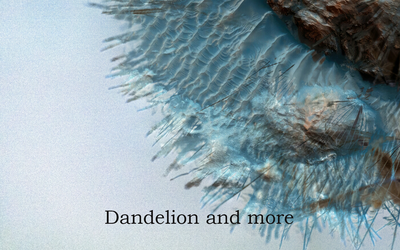 Dandelion and more